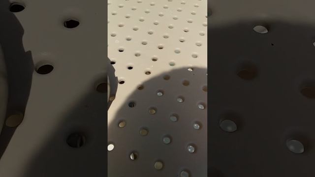 Как вырастить мускатный орех.