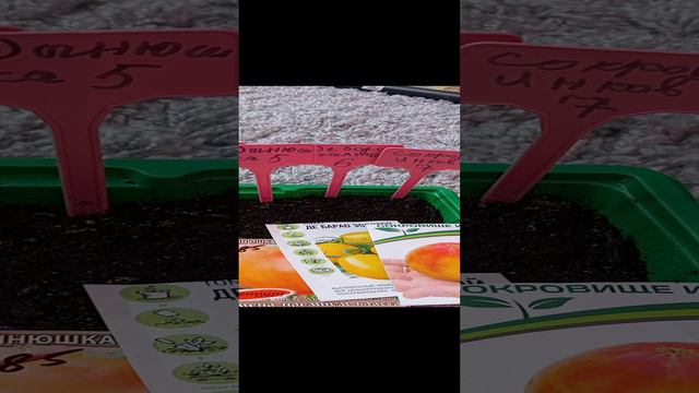 желтенькие томатики к старту готовы))))