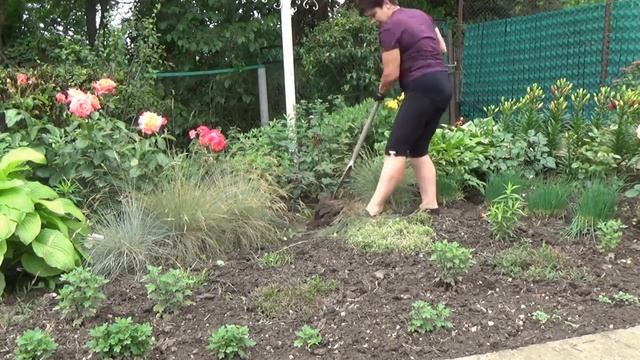 ОВСЯНИЦА СИЗАЯ Кусты стареют Как я с ними поступаю смотреть онлайн