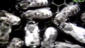 Как живут пчелы?(биография полная)