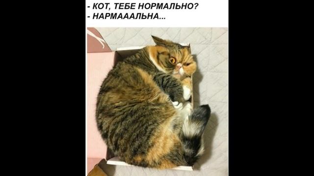 Мем с котом нормально