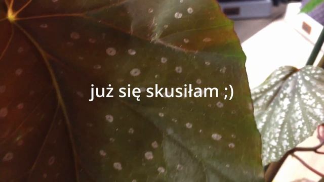 Zielony Parapet i Allegro - Begonia Tamaya, Coralina, Argenteo Guttata, Sophora, podłoże смотреть онлайн