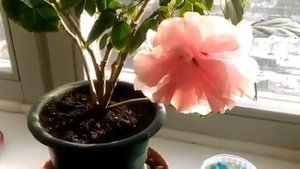ГИБИСКУС КОМНАТНЫЙ Уход. Личный опыт!/ КИТАЙСКАЯ РОЗА// Гибискус зацвел!!!