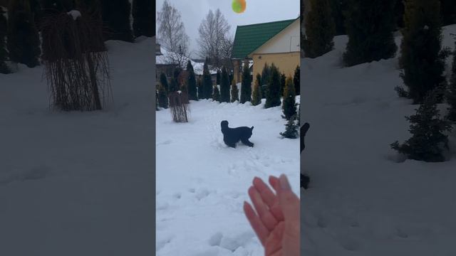 Ризеншнауцер выбирает игрушку 🐕🦺😄 #riesenschnauzer #ризеншнауцер #dog #giant #자이언트 смотреть онлайн