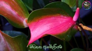 Anthurium varieties Anthurium wagawa