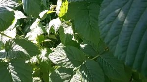 Летняя обрезка и уход за малиной в июне.