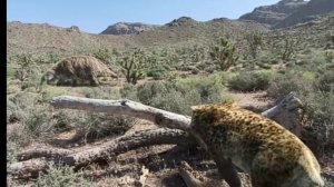 гигантский ленивец против саблезубого тигра