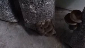 Как там вешенка? Собираем урожай.