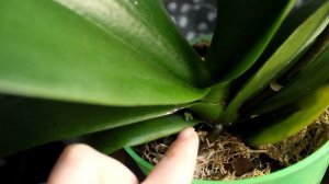 Цветонос или детка?Вопрос!!! А может сразу два цветоноса?Что растет у орхидеи?