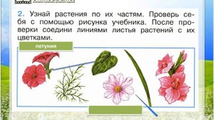 Задание 2 Что растёт на клумбе? - Окружающий мир 1 класс (Плешаков А.А.) 1 часть