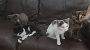 Голос котят. Котята кличуть маму. The voice of kittens. Нявканье котят. Мяуканье Кошек. Писк котят.