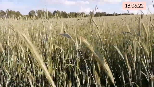 Озимая пшеница по озимой ржи и озимой пшенице.
