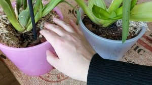 Результат превзошел все ожидания!!! Эксперимент по наращиванию корней у орхидеи Камбрия.