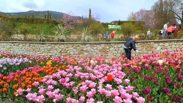 #Алушта#НБС 25 04 21г. ПАРАД ТЮЛЬПАНОВ. АНШЛАГ. С ВАДИМОМ ЭКСТРИМОВЫМ.#ценавопроса#экскурсия#обзор смотреть онлайн