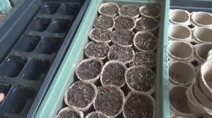 Пластиковый контейнер или торфяные стаканы для рассады