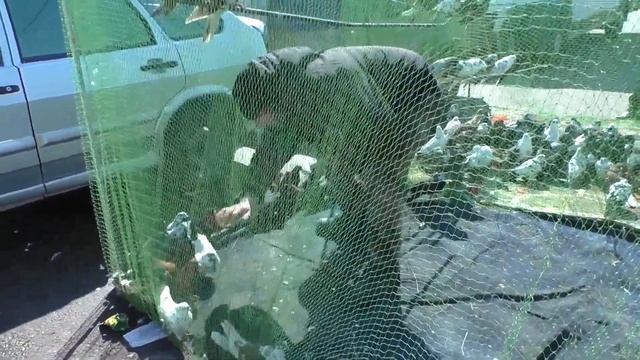 Выставка голубей и другой живности в Новониколаевске 2021 г.