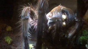 Theraphosa Apophysis ( Pink Foot Goliath Bird Eater ) Feeding