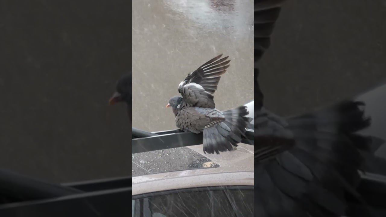 Голубь вшей вымывает