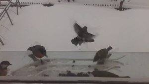 СНЕГИРИ  ГЕРОИ...