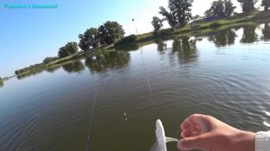 Болхуны (Ахтуба, август 2021) Нестандартный метод ловли чехони.