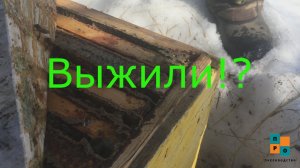 Начало cезона. Чистим места под ульи, обрезка старых яблонь. Перезимовала карника на воле в лежаке!?