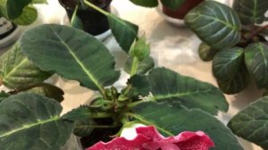 Цветущие сорта Глоксиний(Выпуск №17)