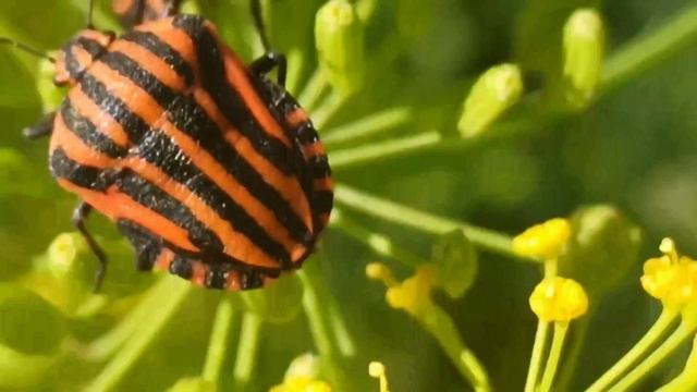 Яркий клоп -щитник линейчатый ,которого трудно не заметить!#nature #beetles смотреть онлайн