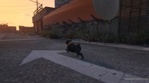 GTA 5 Пасхалка КАК СТАТЬ ЗВЕРЕМ МОПС ЛОФОФОРА №5