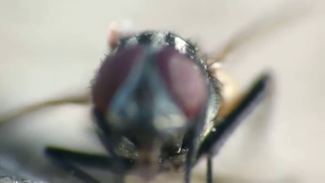 Panasonic Lumix FZ100 + Raynox DCR 250 - Housefly Eyes смотреть онлайн