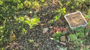 Птицы. 12.06.2023. Часть 1