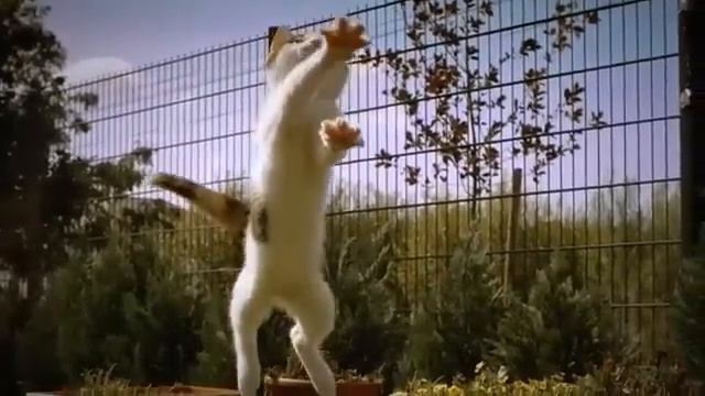 кот в замедленной съёмке.flv смотреть онлайн