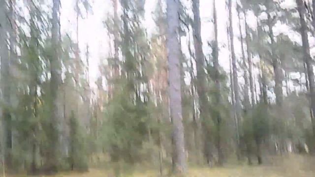 практика прогулка в лесу смотреть онлайн