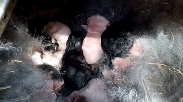 Сладких снов, крошки смотреть онлайн