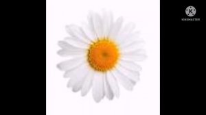 Moychechak guli ромашка haqida ma'lumot