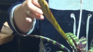 Вриезия. Как Ухаживать За Вриезией Блестящей. Особенности Ухода за Бромелиями.