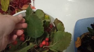 Дары осени. Боярышник или Шиповник? А разница то есть:)