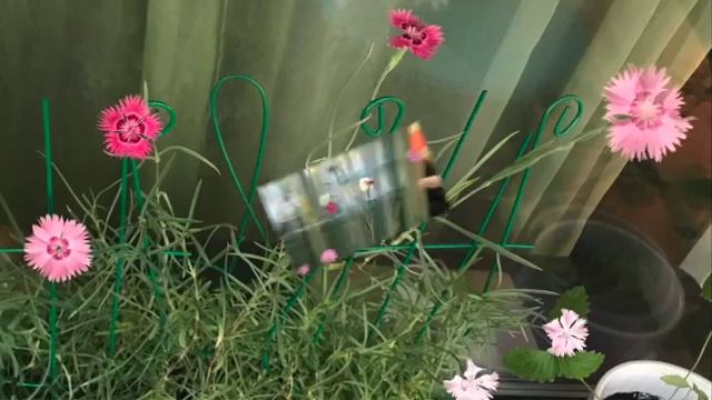 Цветы на балконе: Гвоздика Мулен Руж смотреть онлайн