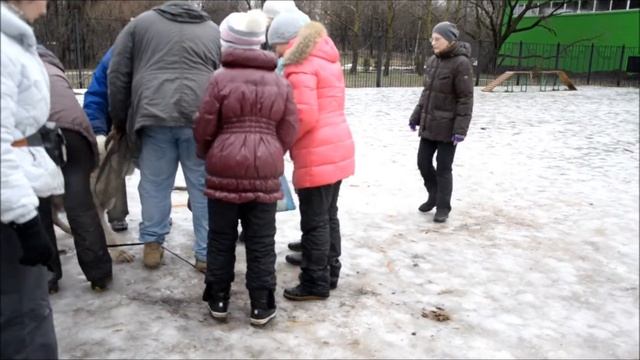 Социализация щенка САО (боязнь чужих) - упражнение, приучение к людям смотреть онлайн