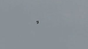 Серпастые голуби Морозовск