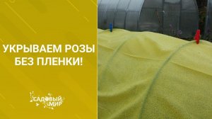 Укрываем розы без пленки!