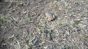 лягушка поскакушка