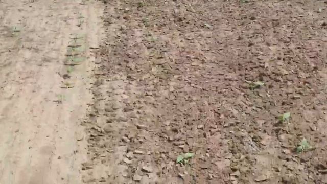 Ротационная борона-мотыга c МТЗ 892 есть ли эффект по всходам подсолнечника.15.06.22. смотреть онлайн