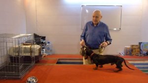 Дрессировка таксы Гавра. День 8. Утреннее занятие