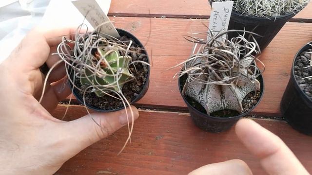 Unboxing di cactus! Come gestire i nuovi acquisti смотреть онлайн