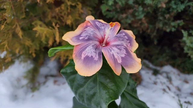 Bo Den Lightsnow Starlight #geragibis #группаgeragibis #гибискус #hibiscus смотреть онлайн