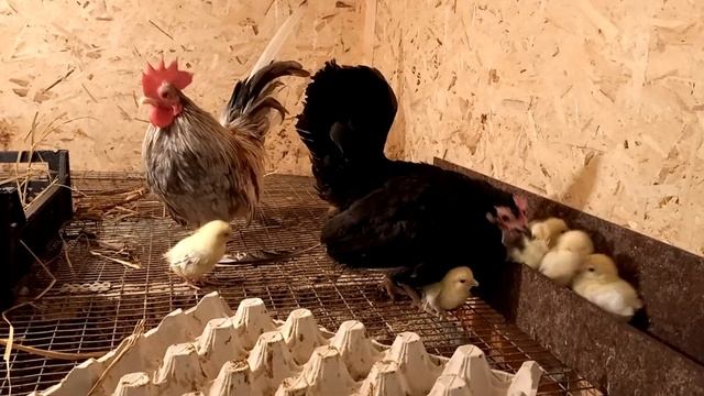 Новый вывод от курочки Шабо . 2022. смотреть онлайн