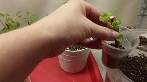 Укоренение пеларгонии осенью. Часть 3. Для тех, кто не верил в успех