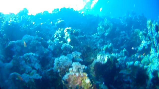 Рыба шар(ФУГУ) Скат Красное море смотреть онлайн