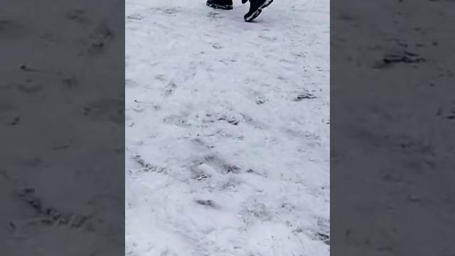 Щенки немецкой овчарки #немецкаяовчарка #продажащенков