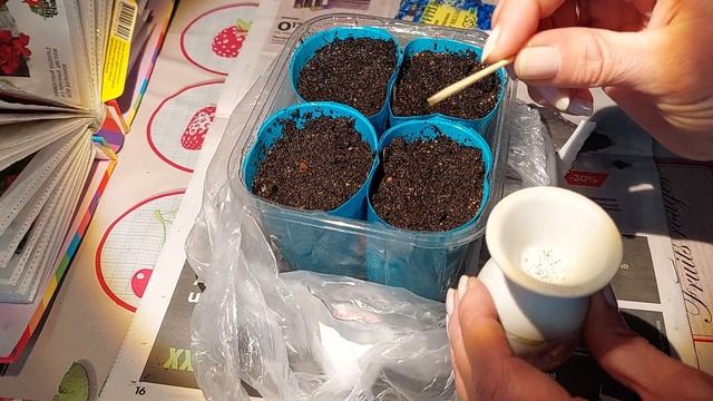 ЛОБЕЛИЯ без ПИККИРОВКИ, сею так все мелкопыльные семена #лобелия